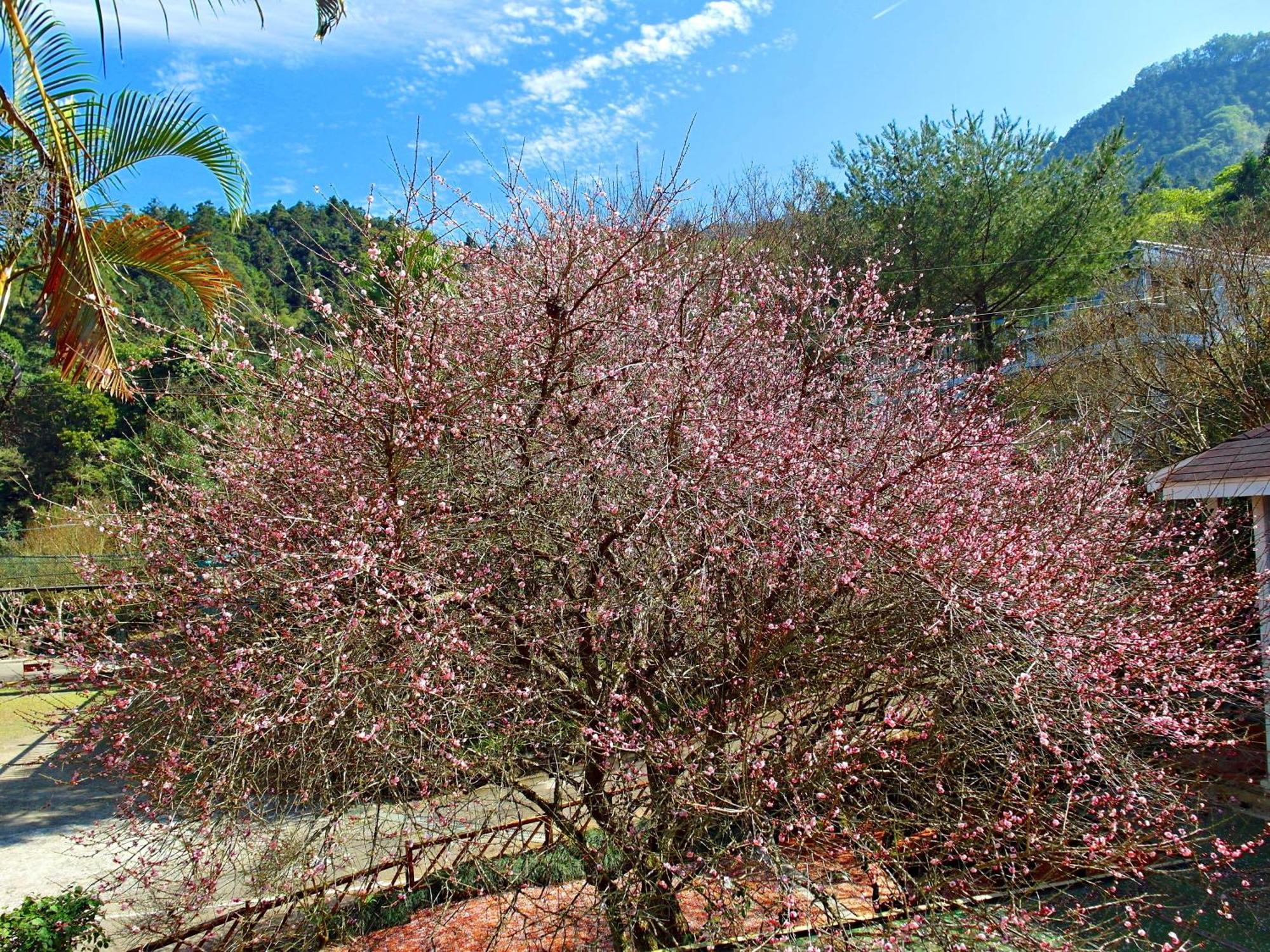 Li Jin Kuan Homestay Nanzhuang Exterior photo